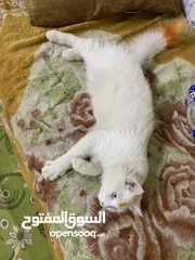  2 قط شيرازي انثى لون ابيض للبيع سعرها 100 الف وبيها مجال