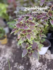  1 ورود وأشجار جميع الاشكال