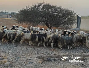  1 للبيع غنم قطيع واحد مد وشور ذكر الله سمان من حلال رحوب شي فاخر ذكر الله عدد 85 بمفرد 100 الي 120