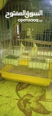 3 جوز كوكتيل لاتيني منتج للبيع