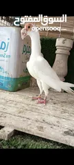  13 جواز وفردات كل اشي الو سعرو الاسعار بالوصف