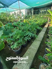  26 شتلات زينه نباتات داخليه Indoor plants