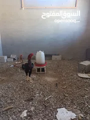  1 دجاج باكستاني للبيع خط أول