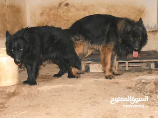  3 اناثي جيرمن بلاك شو لاين لونج هير مستوى عالي جدآ   العمر :- 50 يوم