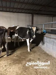  2 ثور هولندي