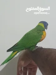  4 Lory fully hand tamed