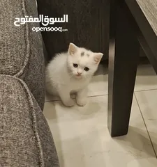  1 كتن عمر 50 يوم لطيفات لعوبات وبصحه جيده