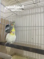  1 جوز كوكتيل على وجه بيض اغلب وقتهم بلكوخ
