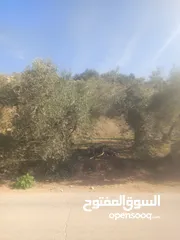  10 ارض زراعيه في بلعا دير الغصون