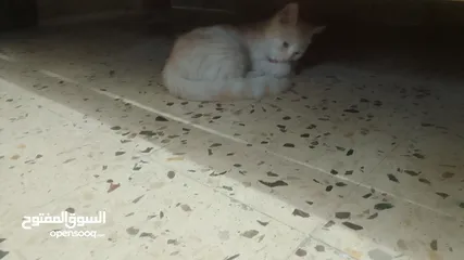  5 بسھ لونھا اشقر من بسھ شيرازي