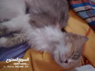  4 قصه سكره و لوزه أنقذت امهم (ببلي) من شارع لما أهلها ىموها وهيا حامل ولدت عندي وكبرو ولادها عندي