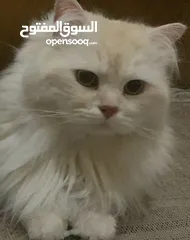  1 قط للبيع  1500
