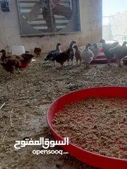  5 دجاج عرب اصلي للبيع
