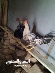  9 ديك بلدي في سعر 7.99 دينار سعر محروق العمر 8شهور