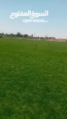  13 نجيل طبيعي وصناعي