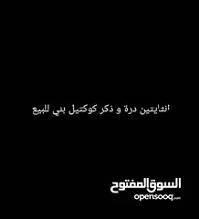  1 انثايتين درة و ذكر كوكتيل للبيع كل واحد بقفص لحال