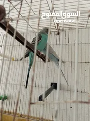  1 جوز طيور الحب  مشكل 25دينار