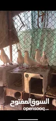  1 حمام للبيع