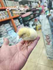  1 صوص ملون من إنتاج مزارع:  من قلب الطبيعة...