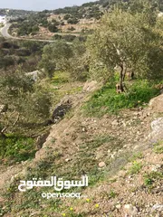 5 القبة الذهبية ارضي بلعا دير الغصون قرب بجورا
