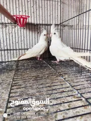  2 مخلفين كوكتيل البينو + جوز فنقز مكس جامبو اهلي فراخ اقراء الوصف