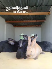  2 ارانب بابيون