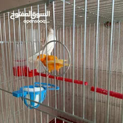  4 كوم كنار للبيع