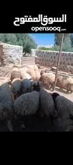 1 22 قرقورة نخب النخب