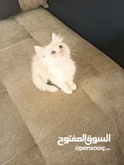  4 Persian Kitten