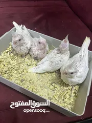  4 افراخ كوكتيل بينو