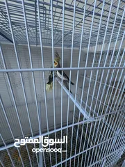 3 زوج كوكتيل حبشي