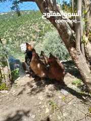  22 بيض دجاج براهمي وباكستاني