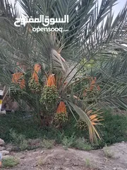  3 39دونم مزروعه بلح مجدول موق مميز جدا