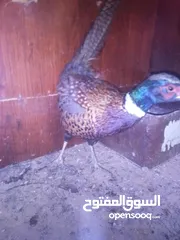  3 طقم فازنت انثايتين وذكر بياضات
