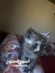  6 قط ذكر نوعيته سكوتش ستريت عمرو شهرين
