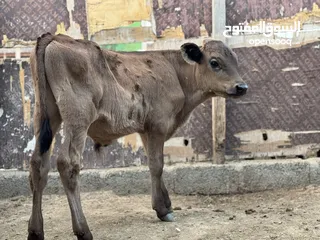  2 عجاله تهجين جيرسي صغار بالعمر