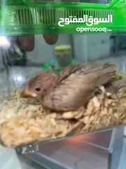  2 فروخ جاوا عس ربوة الوان جميلة
