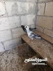  1 متاح جوزين حمام