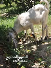  3 للبيع تيس اجازي