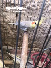  4 للبيع كوكتيل العدد 4 الأم والأب شغالين وفي فراخ عدد 2