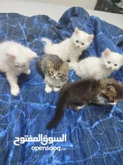  11 5 قطط للبيع موجودين في عناتا ضوحي القدس