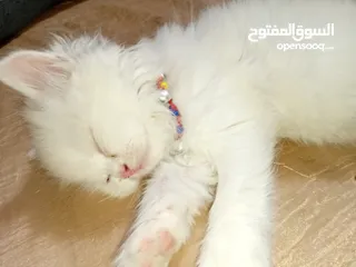  5 بسه شيرازيه للبيع عمرها تقريبا شهر