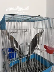  1 كوكتيل حبشي