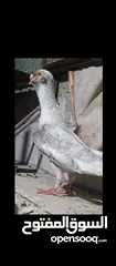 1 مخاليف وفراخ متاح