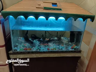  1 Big Fish tank with 4 big fishes With tank stand Very beautiful fishes