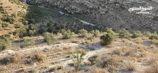  13 ارض زراعيه للبيع بني كنانه