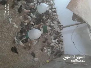  2 موجود صوص بلدي  بزره الاصلية عمر شهر ماخذ مطعوم التهاب سره ومي وسكر لثلاث ايام  عدد 550 مطلوب في كوم