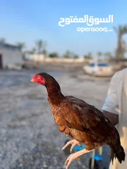  1 دجاج باكستاني للبيع الكميه محدوده تممت بيع اكثر من 10 دجاجات