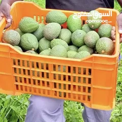  1 Importing fresh avocado from Tanzania minimum 500kg wholesale buyers only