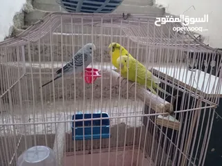  1 طيورحب  للبيع